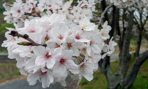 2024_sakura