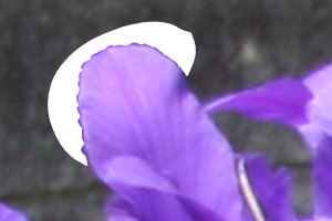 cut_17
