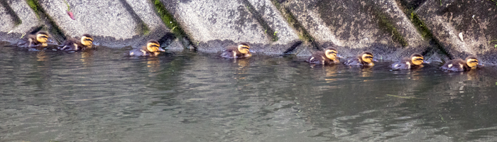 duck1