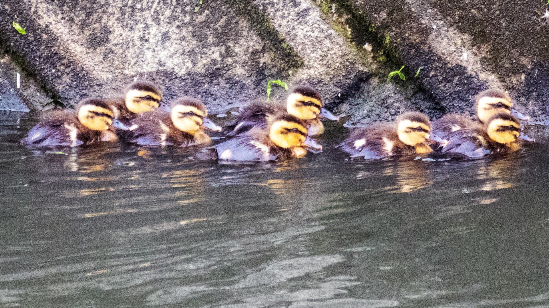 duck3