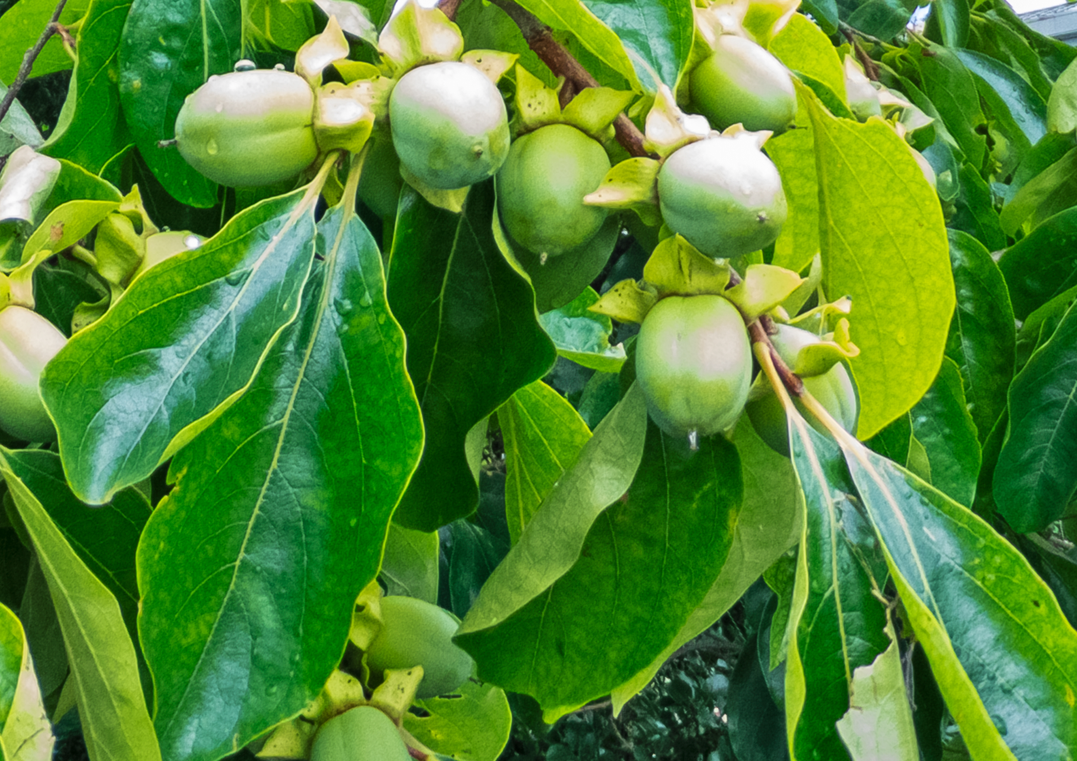 kaki3