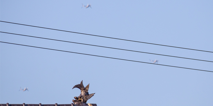 osprey2