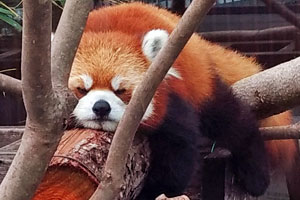 r_panda