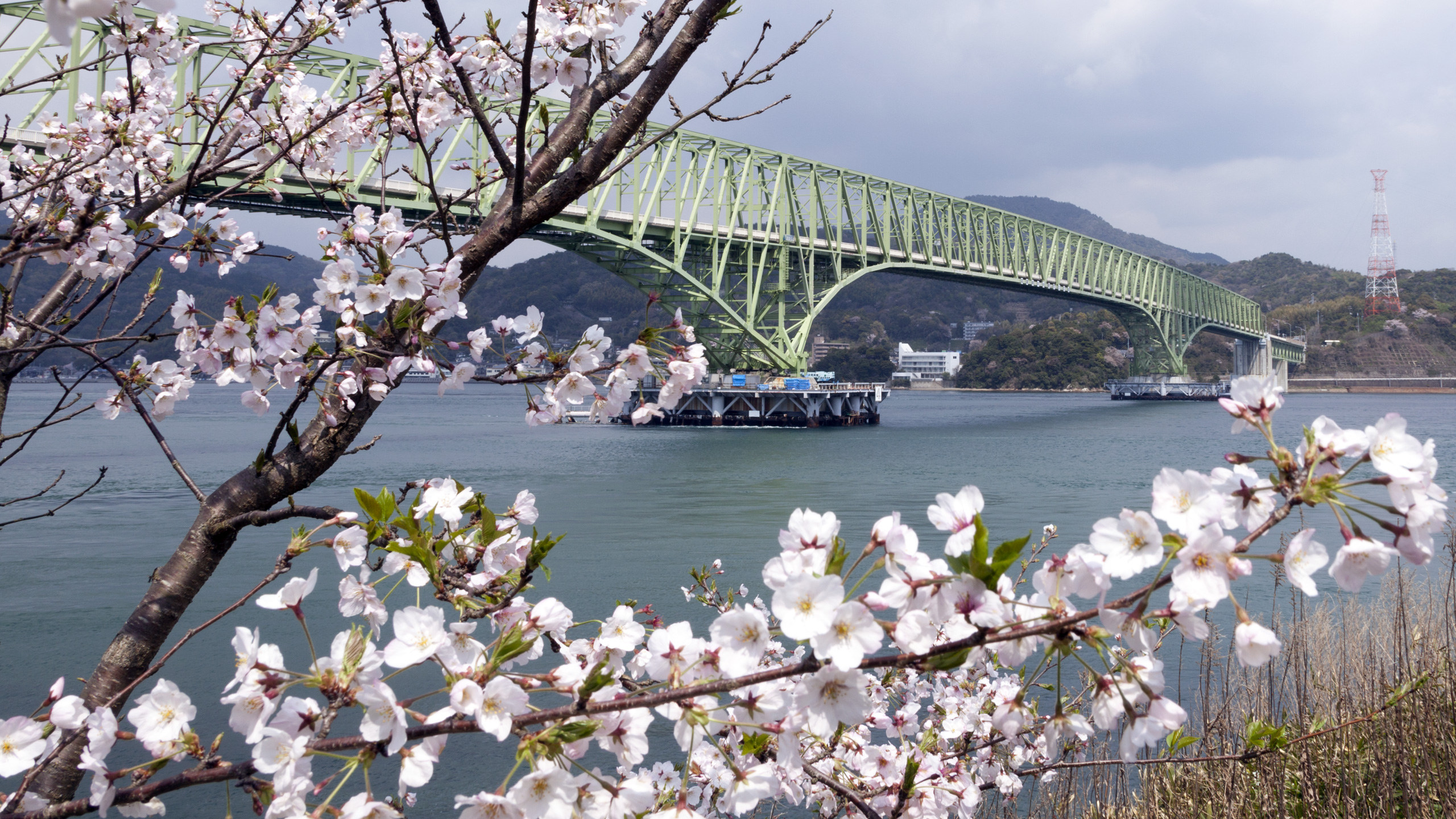 sakura-oh