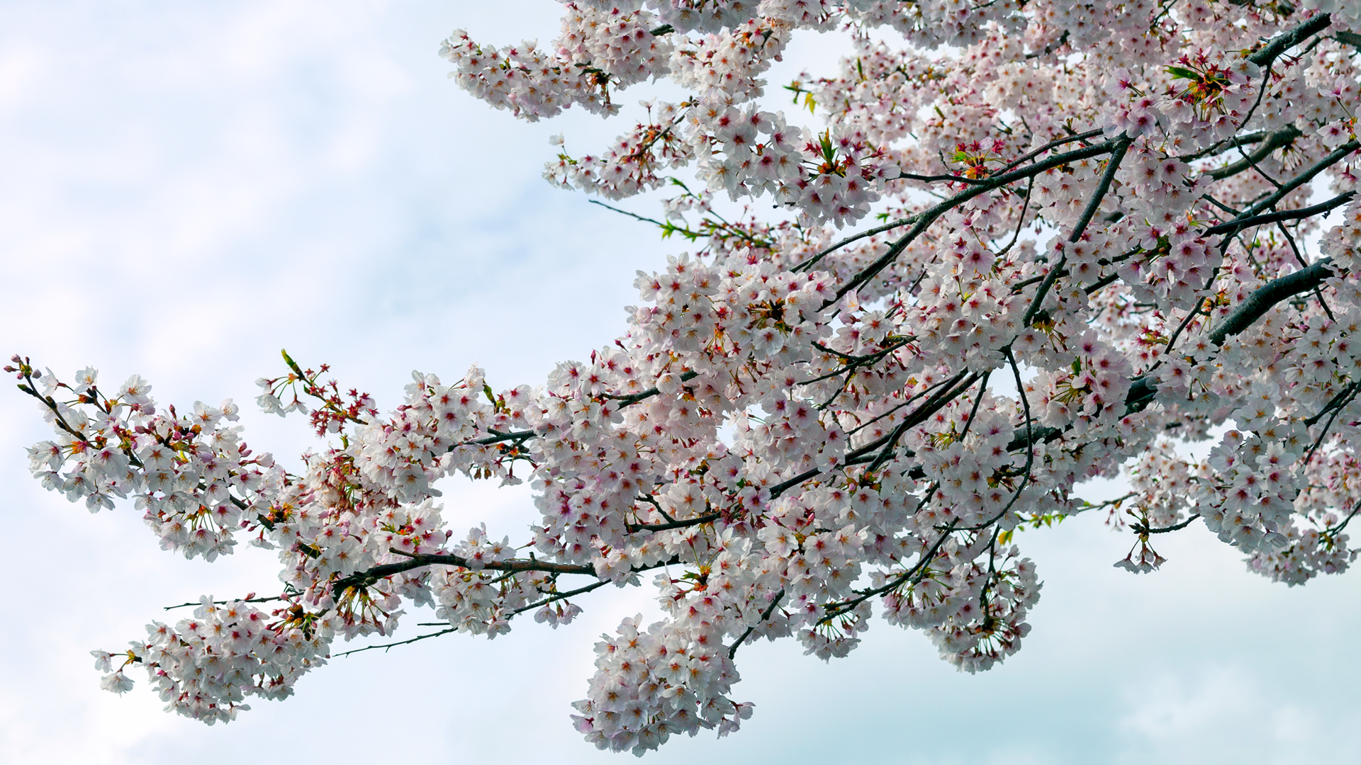 sakura2019_04kabe